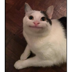 THE CAT GROUP IS BACK AT IT