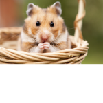 Hamster fans ya