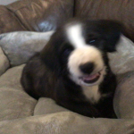 Wonderful doggo