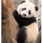 Panda..:)
