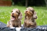 Ween council