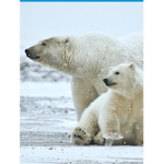 Polar bears are cute!