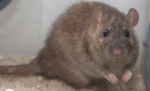 true rat army