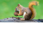 Animal and Nature love