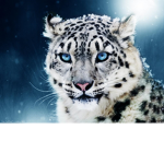 Animal #####