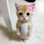 Adele's kitties