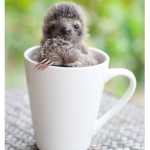 Sloth girls only