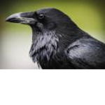 RavensGroupVwV