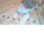 cats hots