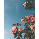 [~Aesthetic Family-]