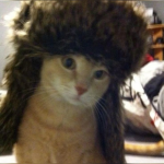 Clan des Chats