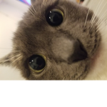 THE AWESOME, AMAZING POGGER CATS