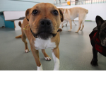 Staffies Forever