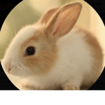 I love any animals