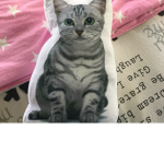A cats life