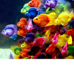 fishy ninja group
