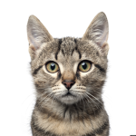Cat Design