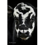 fluffy cows clothes gyufc yhcd