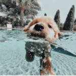 ≈Adorbs≈