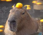 Capybara_Group1