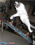 Radical Skateboarders