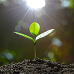 simply planted