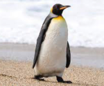 Mr.penguinplayz