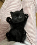 fluffpaws