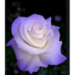 Roses are Beautiful like you