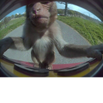 monkeys city