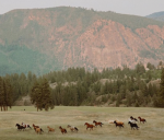 *~ Blossom Stables *~