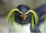 The gayzzz pinguins