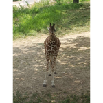 <~Giraffe Squad~>