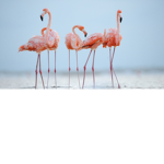 Flamingos Squad For Life