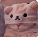 •~Meows~•