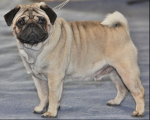 THE PUG FAM!!!!