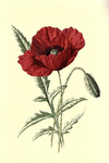 poppies united