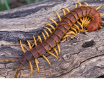 BugsMania