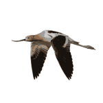 Avocetᅠ