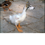 wolf quack reunion
