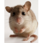 Mice are Cute