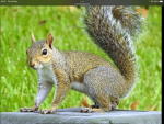 Squirrel warriors