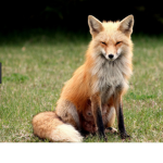 Fox RPG Fan Group (Official)