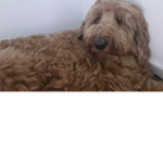 Dog memorial