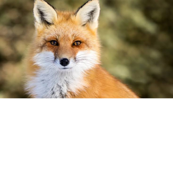 The animal 🥳 party