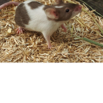 Adoptme dragon giveaway