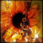 Sunflower*