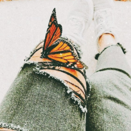 𝒷𝓊𝓉𝓉𝑒𝓇𝒻𝓁𝒾𝑒𝓈