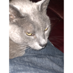 The cats religion