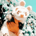 Floral Ferret's